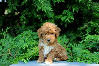 puppy, for, sale, Mini Golden Doodle F1, Matthew B. Stoltzfus, dog, breeder, Gap, PA, dog-breeder, puppy-for-sale, forsale, nearby, find, puppyfind, locator, puppylocator, aca